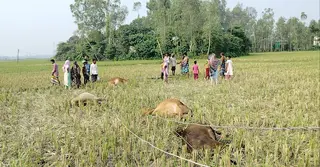 কালিহাতীতে অরক্ষিত খুঁটি থেকে বিদ্যুৎস্পৃষ্ট হয়ে ৫ গরুর মৃত্যু